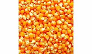 Premium Yellow Corn (Maize) – High-Quality, Non-GMO, for Export | maize for Human Consumption/Animal feed from India