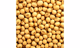 Premium Quality Soybean – Non-GMO, Nutrient-Rich & Eco-Friendly for Global Export