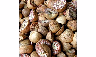 Premium Quality Areca Nut – Sourced from India’s Finest Plantations | Superior Quality from Avivya Exports
