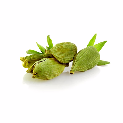 premium green cardamom – the queen of spices, pure & aromatic | aromatic & flavorful spice by avivya exports
