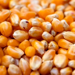 Premium Yellow Corn (Maize) – High-Quality, Non-GMO, for Export | maize for Human Consumption/Animal feed from India