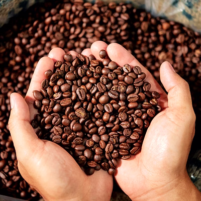 premium coffee beans: arabica & robusta by avivya exports | import high-quality coffee beans