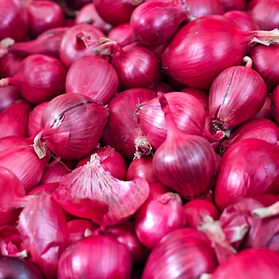 Premium Fresh Onions for Export: Sourced from India | Premium Quality, Flavorful, and Farm Fresh