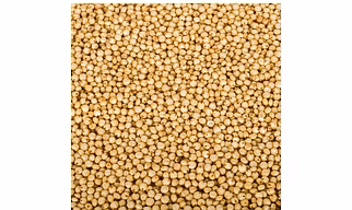 Premium Sorghum Millet/Jowar: A Nutritious and Gluten-Free Grain | Nutritious, Gluten-Free Sorghum Millet for Global Export