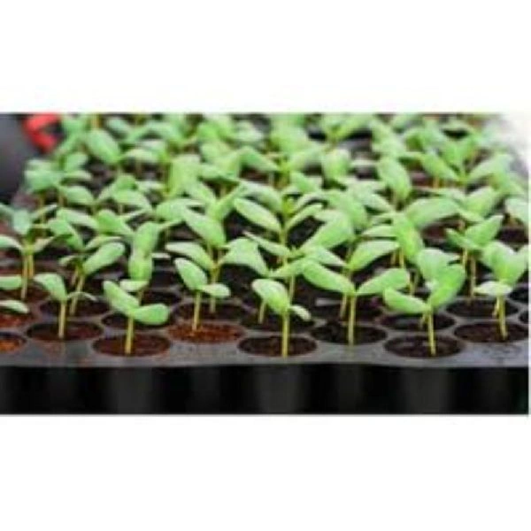 Seedling tray 104 cells-4