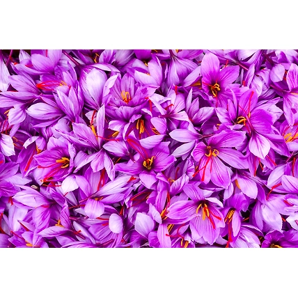 GI Tagged Kashmiri Mongra Saffron or Kesar-4
