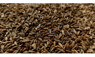 Cumin or Jeera