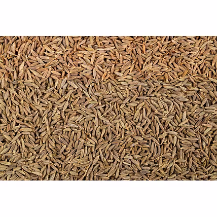 Cumin or Jeera-4
