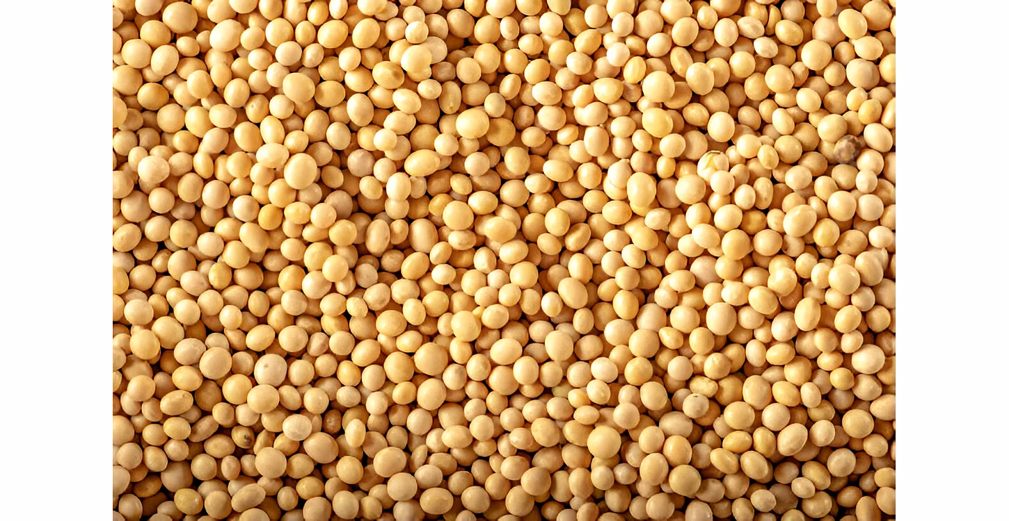 Wel Come to Raavi exports