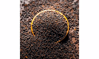 Black Mustard Seeds