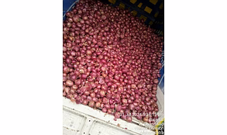ONION