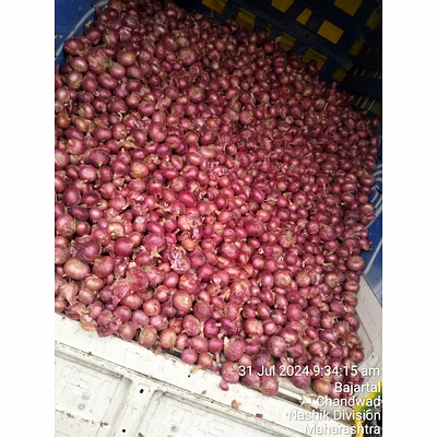 onion