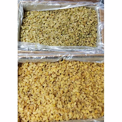 Premium Golden Raisins-2