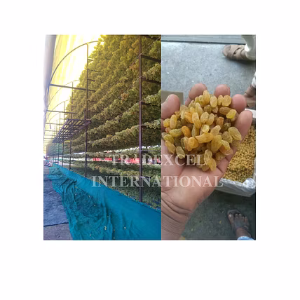 Premium Golden Raisins-1