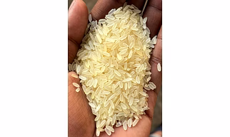 SONA MASOORI RICE