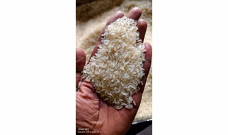 IR-64 RICE