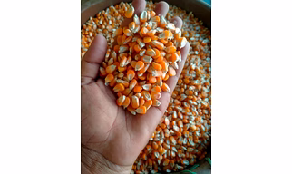 Yellow Maize