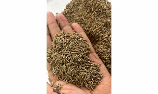 Cumin Seeds