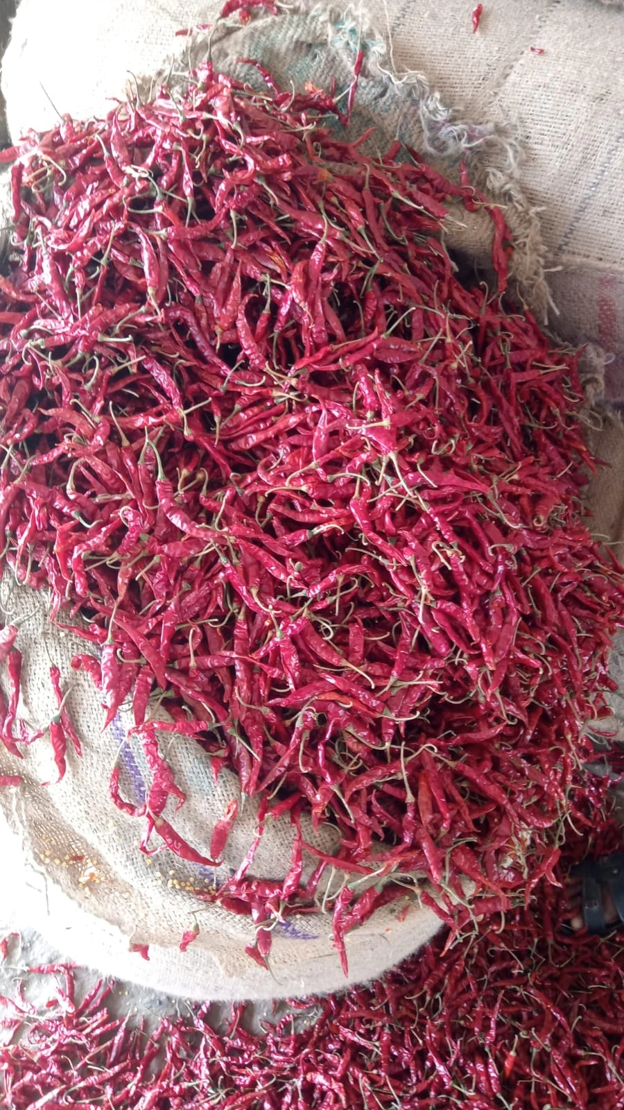 Dry Red Chili Teja-967905-1e32b437