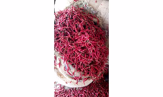 Dry Red Chili Teja