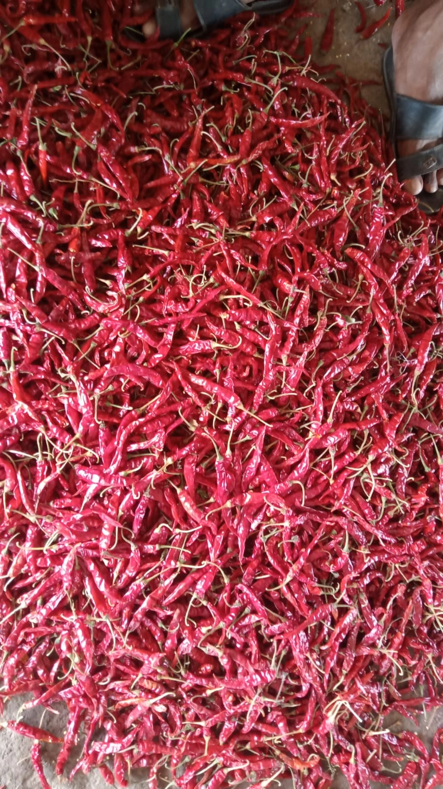 Dry Red Chili Teja-1