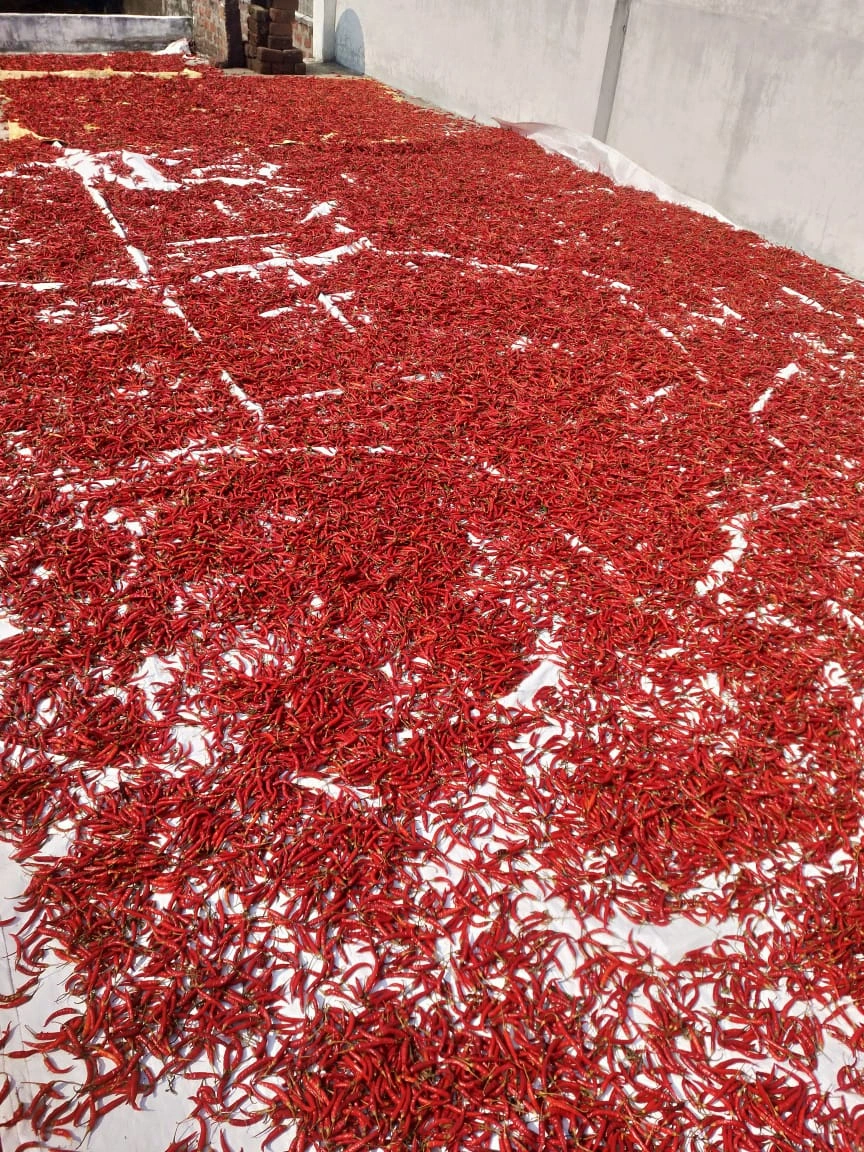 Dry Red Chili Teja-3