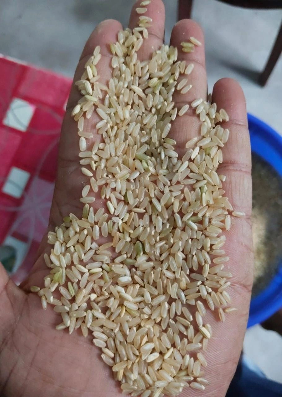 Brown Non Basmati Rice-1