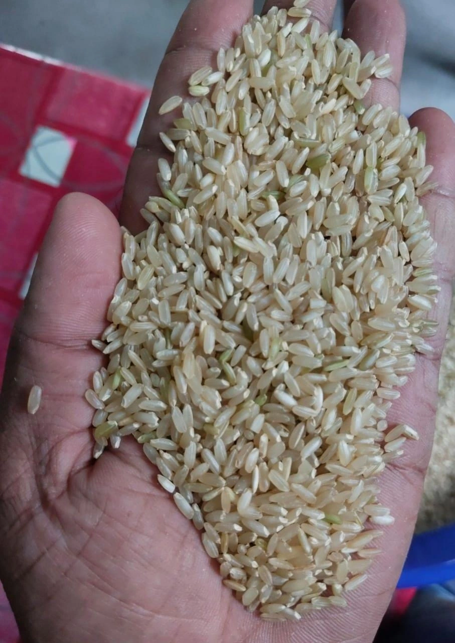 Brown Non Basmati Rice-4