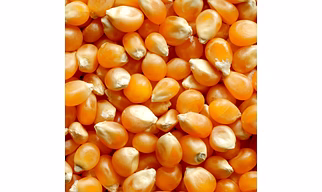 Maize