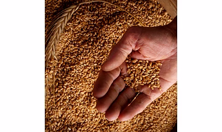 Cereals Wheat