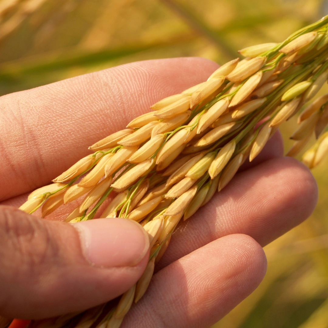 Cereals Wheat-2