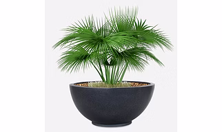 ROTO LOTUS  BLOW FLOWER POT