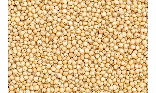 Sorghum Jowar