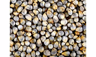 Bajra