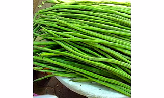 Moringa drumstick