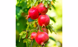 POMEGRANATE