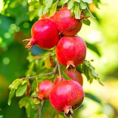 pomegranate