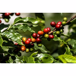 ragha coffee