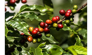 Ragha Coffee