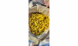Turmeric Finger