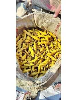 Turmeric Powder-12641971-sm