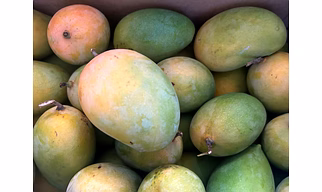 Gir Kesar Mango