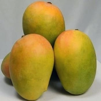 Gir Kesar Mango-2