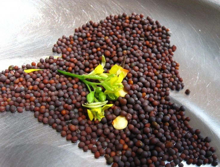 Mustard Seeds-3