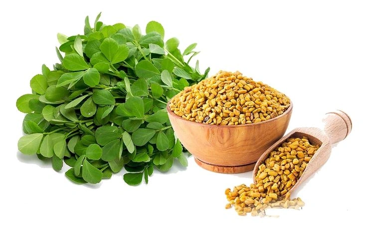 Fenugreek-2