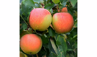 Red Apple