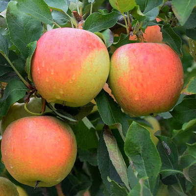 red apple