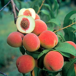 peaches