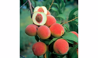Peaches