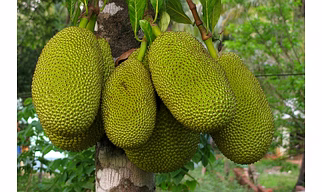 jackfruit